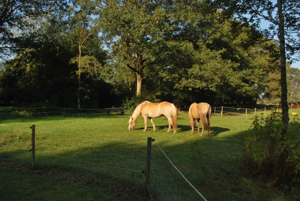 Twee haflingerpaarden grazen in het weiland naast het speelveld