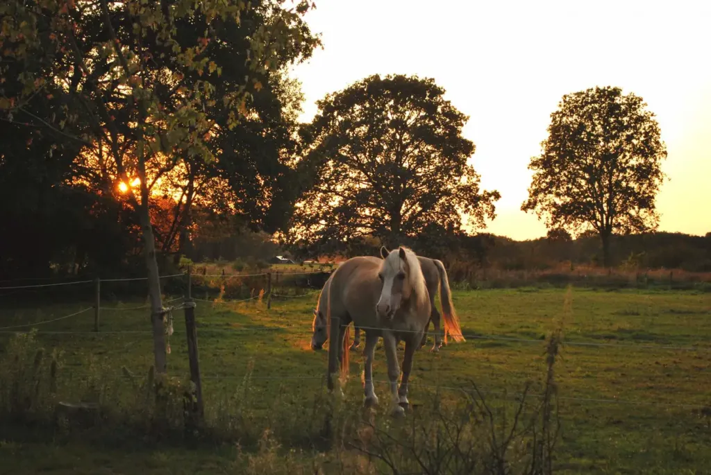 Paard in de wei bij zonsondergang tussen de bomen